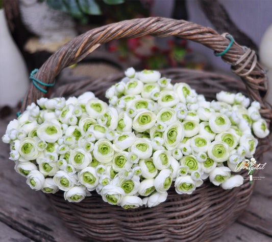 One bundle white green Picasso  artificial silk rose/mini ranunculus/6stems individual stems silk ranunculus buds/best for home decoction and wedding designing