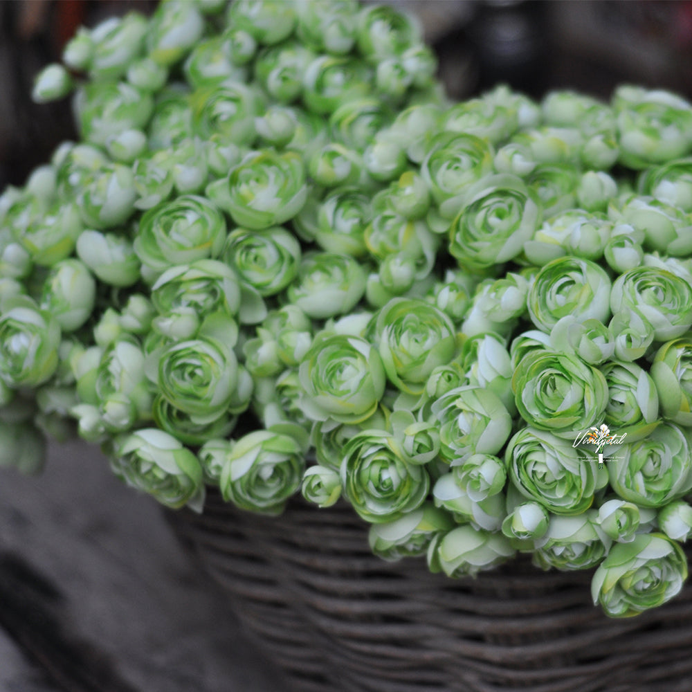 One bundle spring green artificial silk rose/mini ranunculus/6stems individual stems silk ranunculus buds/best for home decoction and wedding designing