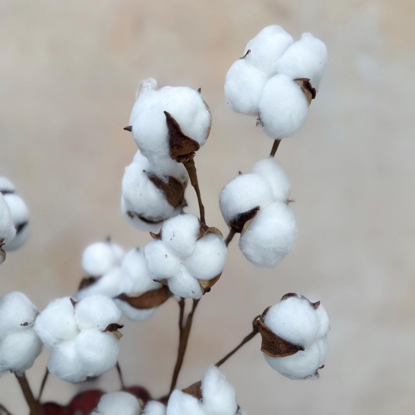 Long Cotton Branch - Rustic Cotton Branch, Home Gift, Home Decor, Harvest Festival, Farmhouse Decor, Table Arrangements, Country Style Swag