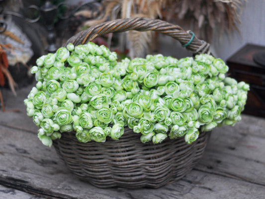 Spring Green Rose Stems – Faux Flower Bundle Perfect For DIY Wedding Bouquet, Wreath, Silk Ranunculus Centerpiece, Crafts & Arrangements