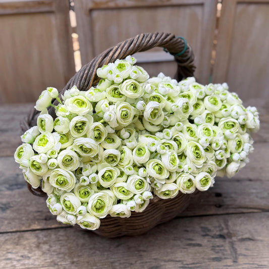 Green Picasso Rose Stems – Faux Flower Bundle Perfect For DIY Wedding Bouquet, Wreath, Silk Ranunculus Centerpiece, Crafts & Arrangements
